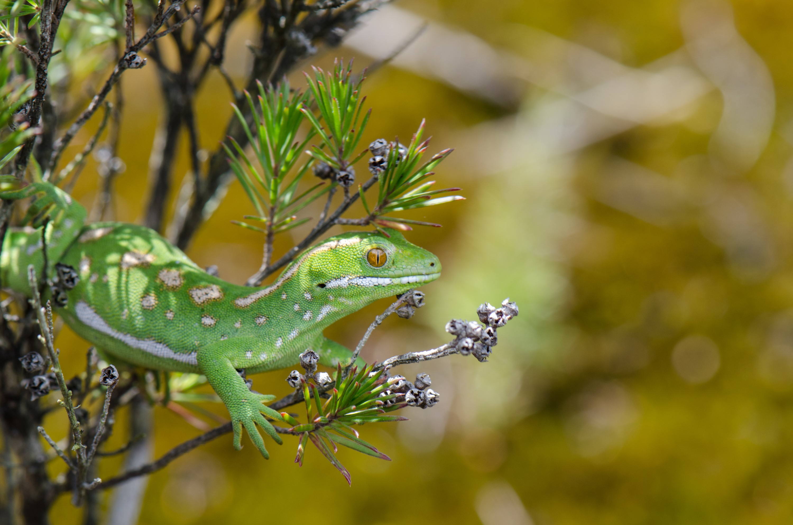 DSC_1430 – irene, northland, new zealand, reptile, herpetofauna, fauna, gecko, green, far north, grayii, gray's, naultinus, nov16